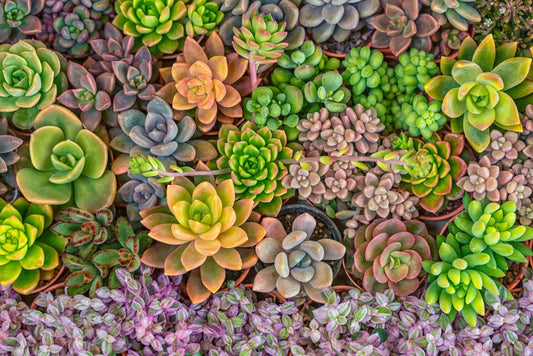 Succulent Seeds Mix - 50 Seeds - Echeveria Species Mix - Ships from Iowa, USA - Grow Exotic Succulent Cacti