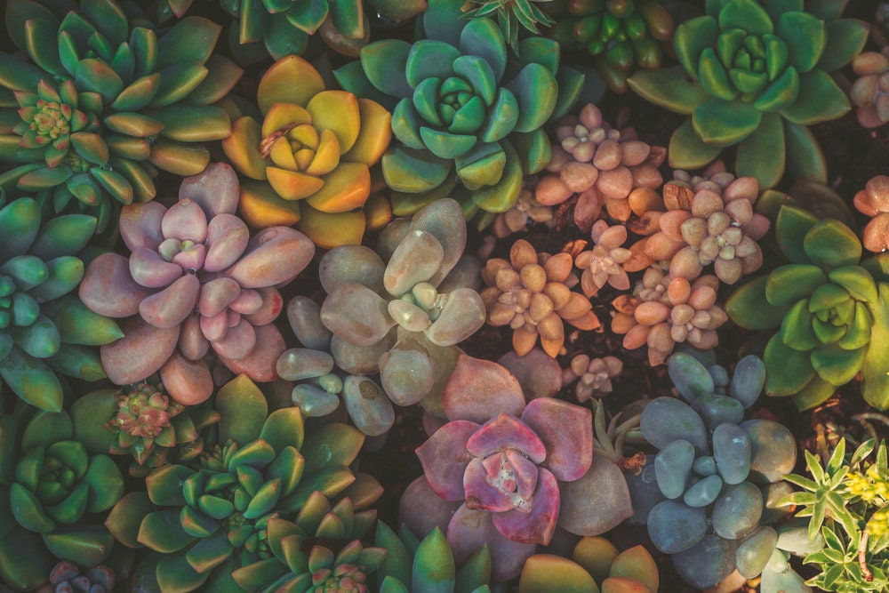 Succulent Seeds Mix - 50 Seeds - Echeveria Species Mix - Ships from Iowa, USA - Grow Exotic Succulent Cacti