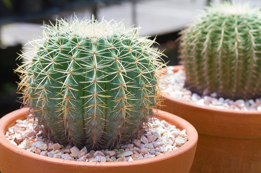 Golden Barrel Cactus Seeds - 25 Seeds -Echinocactus grusonii - Ships from Iowa, USA - Grow Exotic Succulent Cacti Bonsai