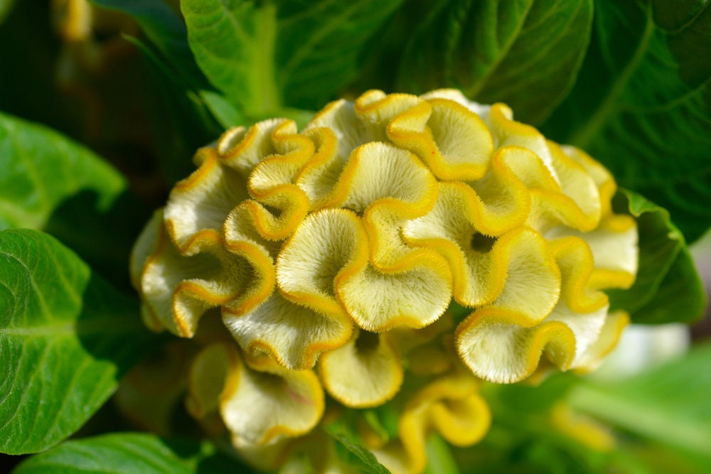 Cockscomb Seeds - 100 Seeds - Amazing Garden Flower - Made in USA - Celosia Seeds