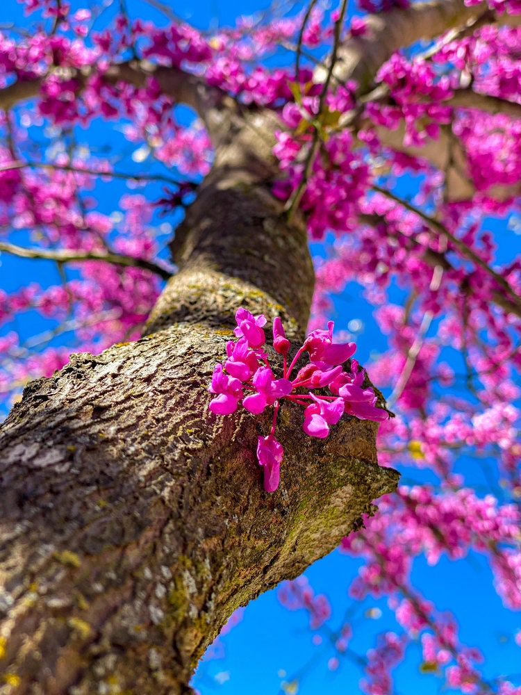 Redbud Tree Seeds to Grow - Early Blooming Pink Flowers Amaze! - Ships from Iowa - Cercis chinensis - Chinese Red Bud Tree