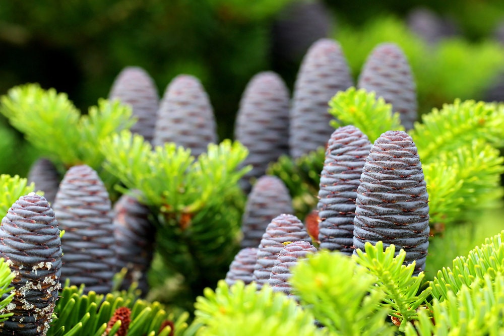 Korean Fir Tree Seeds - 30 Seeds - Prized Blue Cones - Ships from Iowa