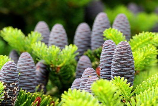 Korean Fir Tree Seeds - Prized Blue Cones - Ships from Iowa