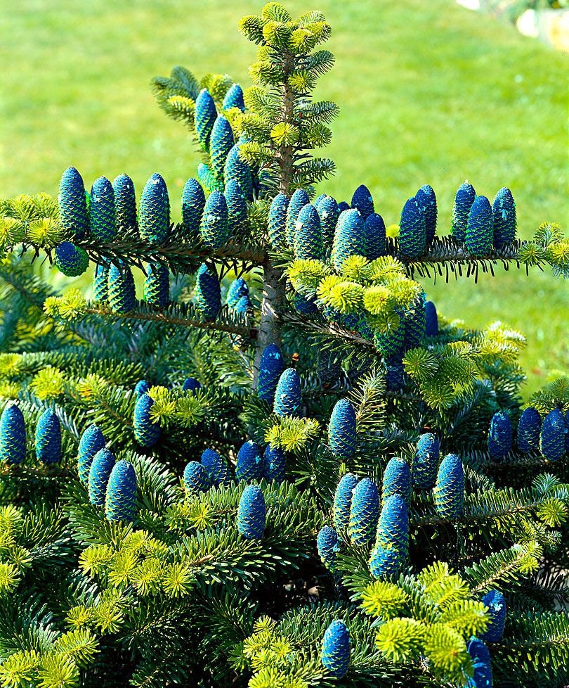 Korean Fir Tree Seeds - 30 Seeds - Prized Blue Cones - Ships from Iowa