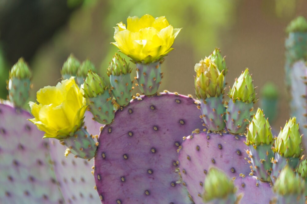 50 Prickly Pear Cacti Seeds - Ships from Iowa, USA - Grow Exotic Succulent Cacti