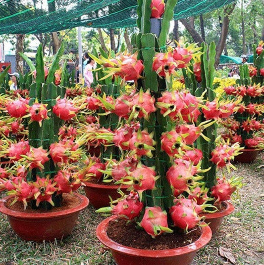 50 Dragon Fruit Seeds (Pitaya / Pitahaya / Strawberry Pear) Hylocereus Undatus Cactus Seeds - Ships from Iowa,