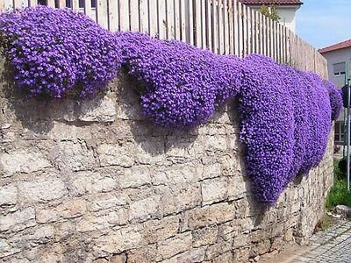 Purple Rock Cress - 250+ Seeds - Stunning Color, Low Grower, Great for Baskets or Rock Walls