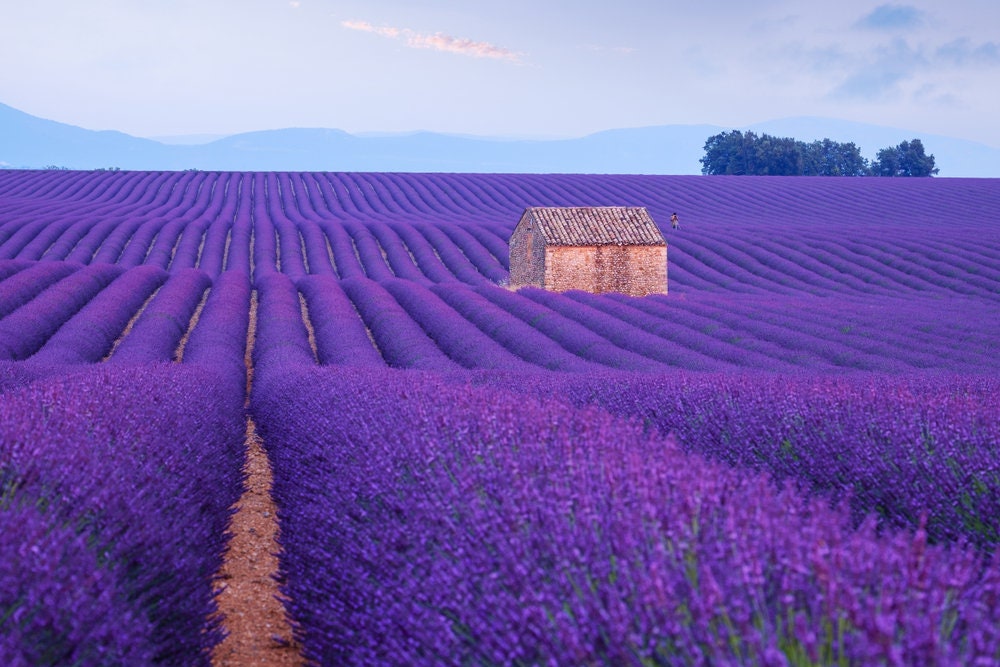 Lavender Seeds for Planting - Over 150 Seeds to Plant English Lavender Flower Herbs. Ships from Iowa, USA