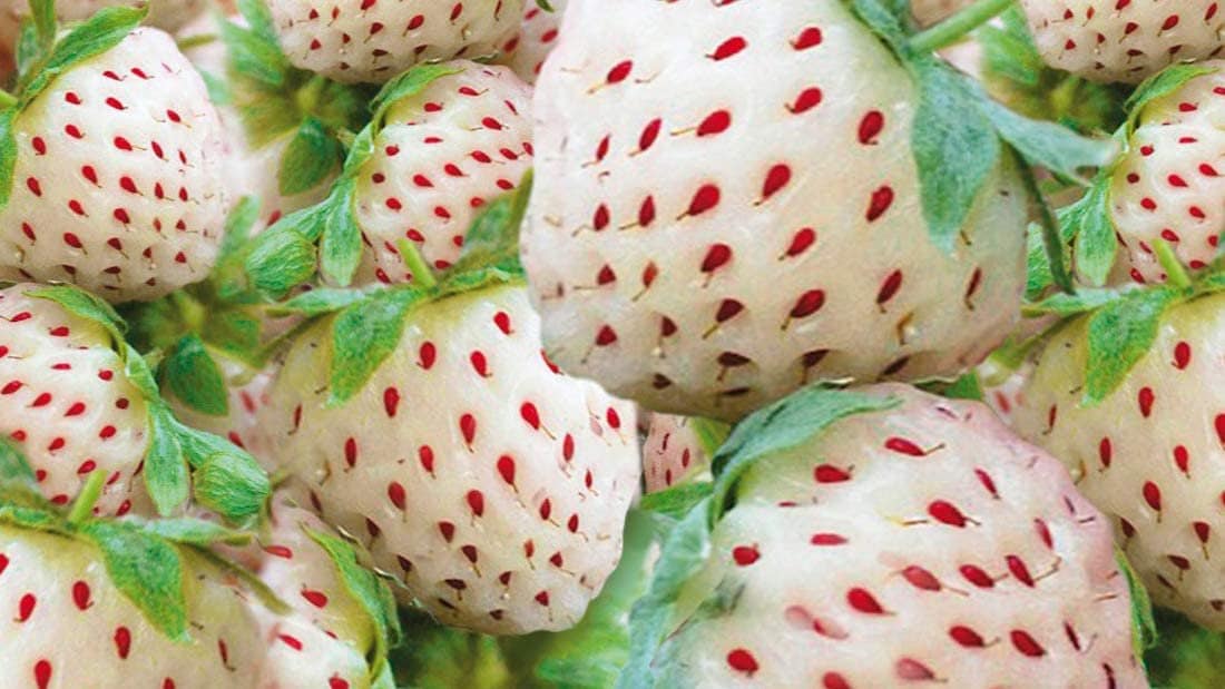 Emma's Exotic White Strawberry's - 100 Seeds to Grow - Ships from Iowa, USA