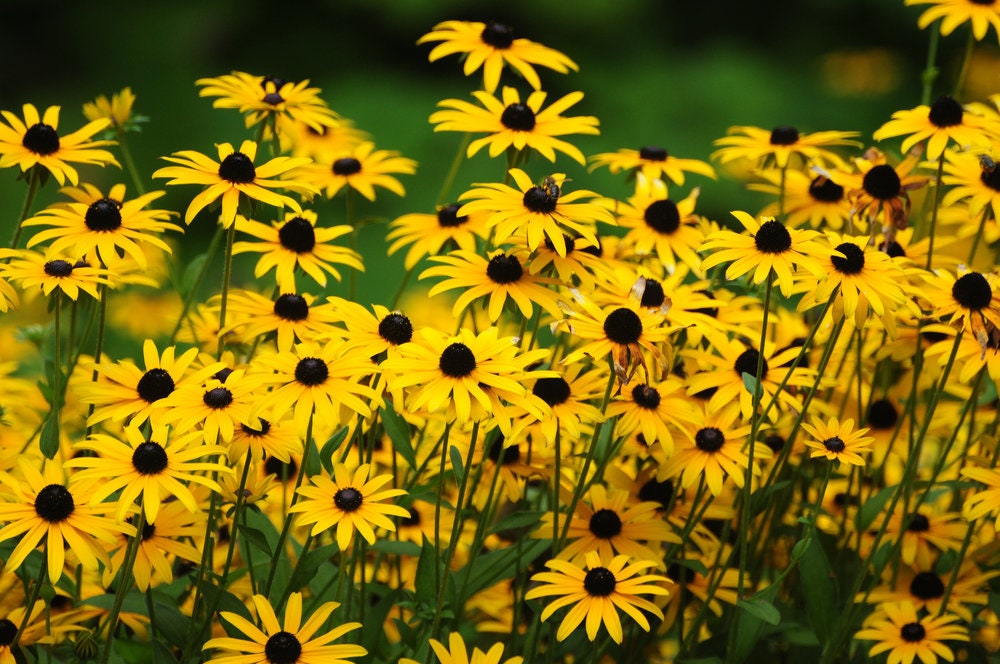 250+ Black Eyed Susan Flower Seeds for Planting | Exotic Garden Flowers | Made in USA, Ships from Iowa.