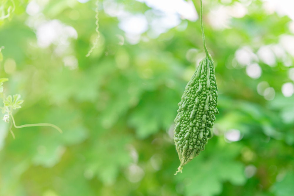 10 Bitter Gourd Vine Seeds for Planting Bitter Melon Bitter Gourd Rare and Hard to Find Ships from Iowa, USA