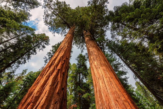 Redwood Sequoia Tree Seeds - 40 Seeds - Made in USA