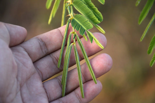 20 Sleeping Grass Seeds - Made in USA, Ships from Iowa. Pollinator Friendly Plant, Kids Love Them