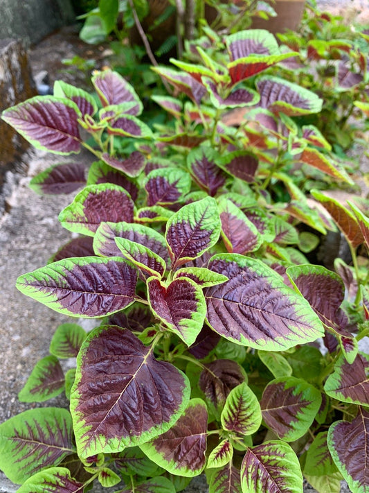 500+ Red Striped Amaranth Seeds for Planting - Ships from Iowa, USA. Very Healthy Spinach, Yin Cho, Calaloo