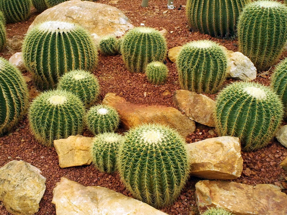 Golden Barrel Cactus Bonsai Seeds - 50 Seeds -Echinocactus grusonii - Ships from Iowa, USA - Grow Exotic Succulent Cacti Bonsai