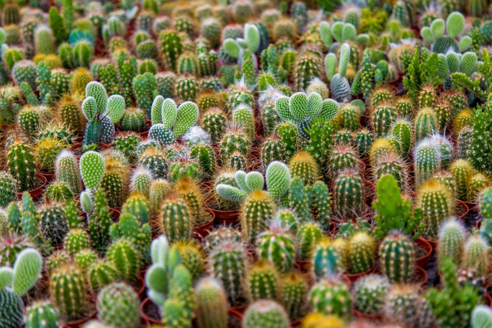 Cacti Seeds Mix - 50 Seeds - Cactus Species Mix - Ships from Iowa, USA - Grow Exotic Succulent Cacti