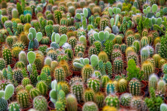 Cacti Seeds Mix - 50 Seeds - Cactus Species Mix - Ships from Iowa, USA - Grow Exotic Succulent Cacti