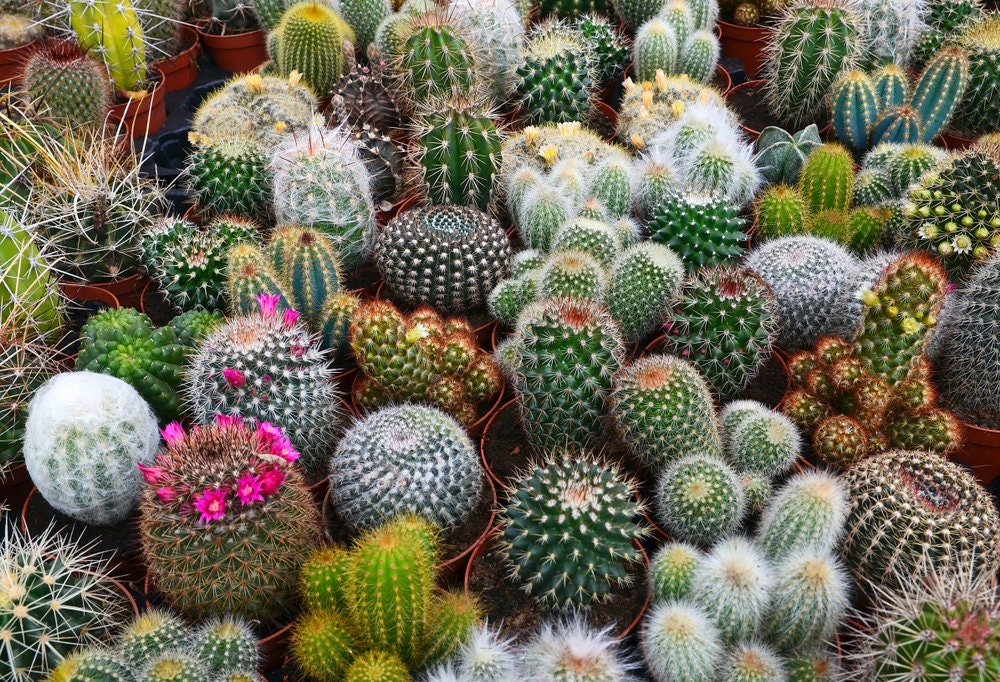 Cacti Seeds Mix - 100 Seeds - Cactus Species Mix - Ships from Iowa, USA - Grow Exotic Succulent Cacti