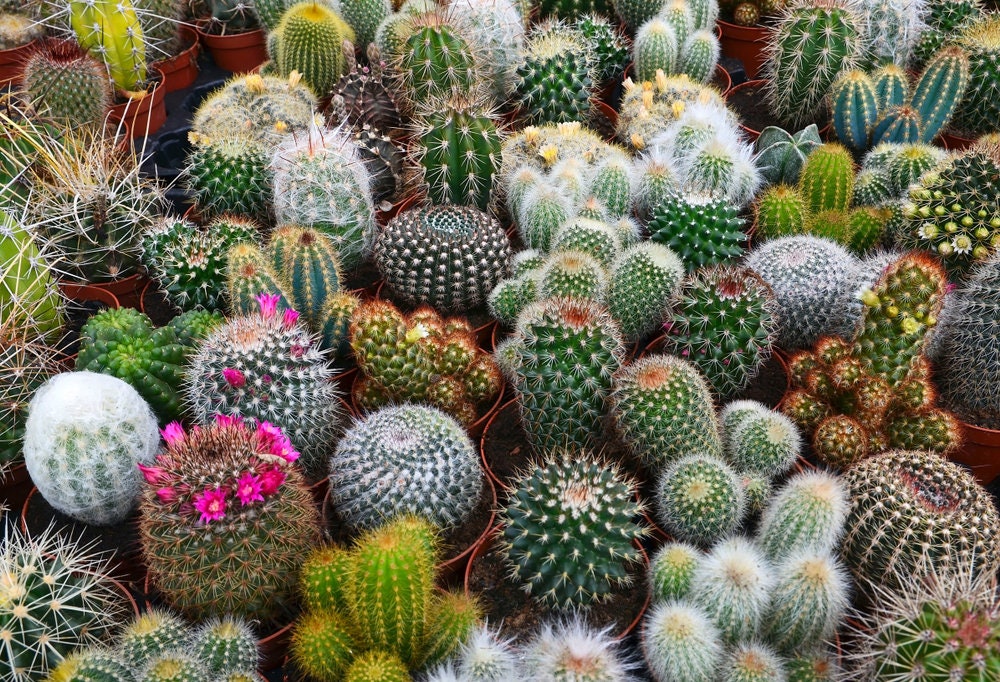 Cacti Seeds Mix - 50 Seeds - Cactus Species Mix - Ships from Iowa, USA - Grow Exotic Succulent Cacti