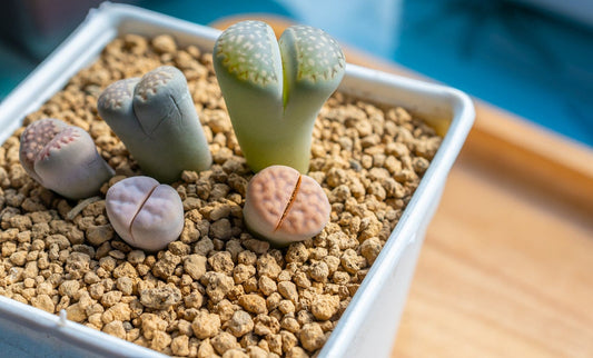 Lithops Living Stones 25 Mixed Plant Seeds - Ships from Iowa, USA - Grow Exotic Succulent Cacti