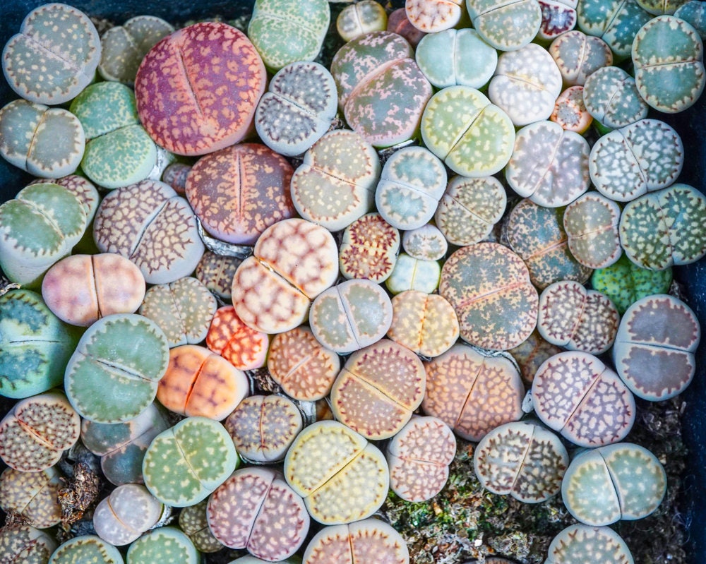 Lithops Living Stones 25 Mixed Plant Seeds - Ships from Iowa, USA - Grow Exotic Succulent Cacti