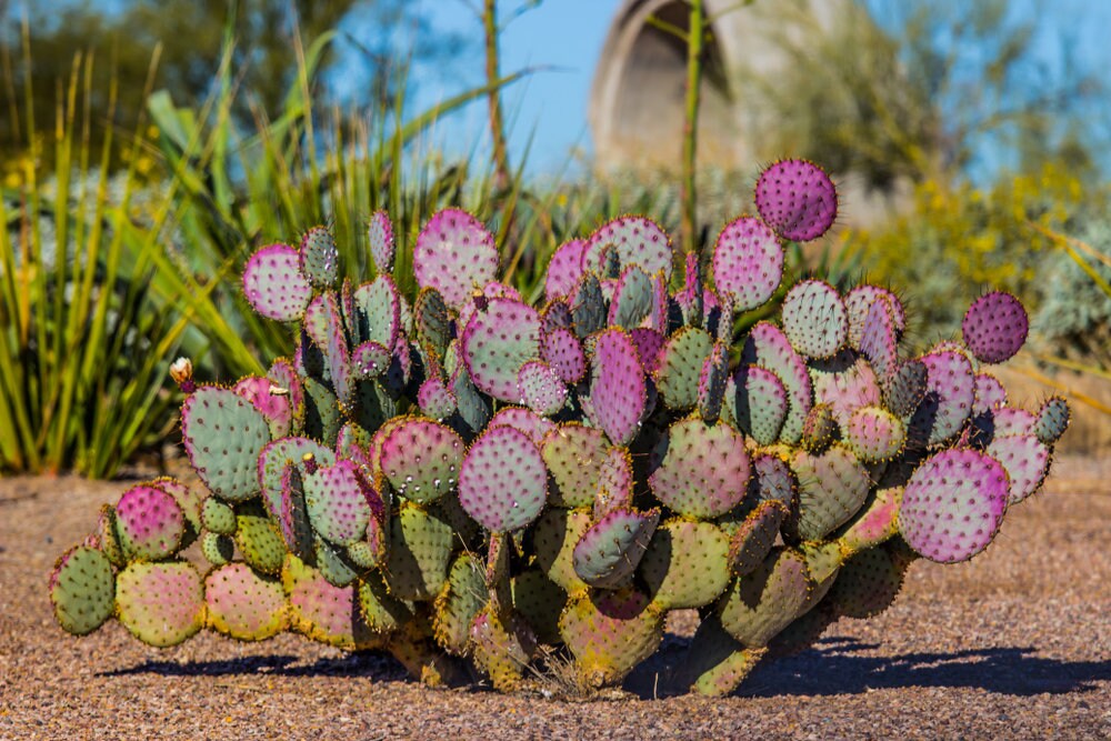 50 Prickly Pear Cacti Seeds - Ships from Iowa, USA - Grow Exotic Succulent Cacti