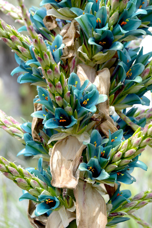 Sapphire Tower Seeds for Planting - 10 Seeds -  Puya alpestris, giant bromeliad, Rare Exotic Flower Seeds