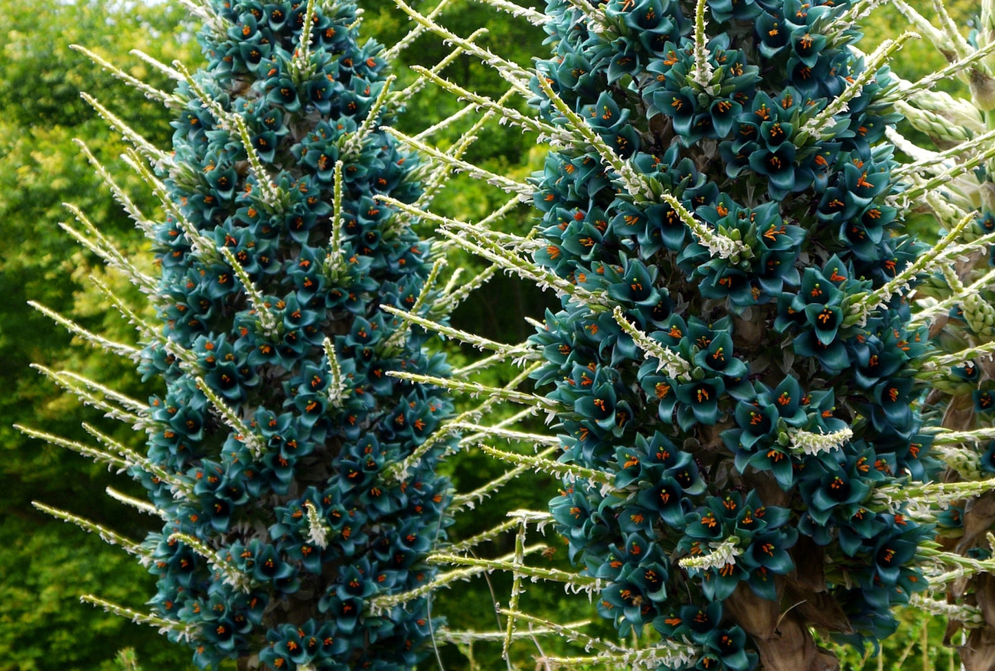 Sapphire Tower Seeds for Planting - 10 Seeds -  Puya alpestris, giant bromeliad, Rare Exotic Flower Seeds