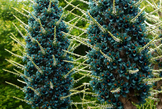 Sapphire Tower Seeds for Planting - 25 Rare Seeds - Exotic Flowering Cactus