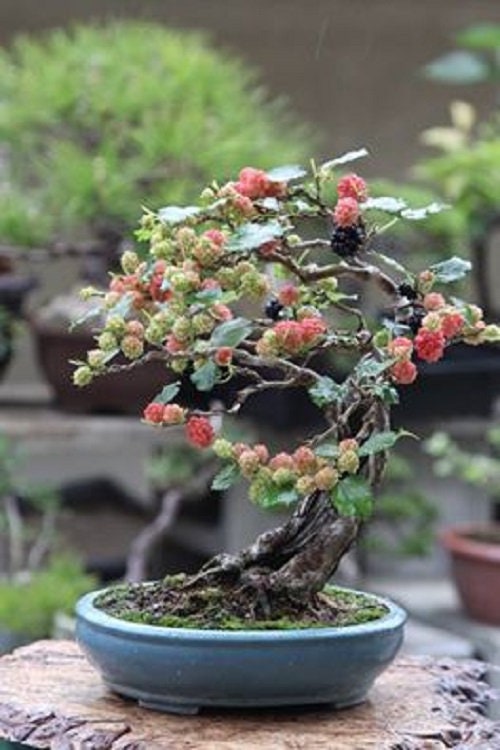 Bonsai Mulberry Tree Seeds - 25 Seeds - Morus Nigra - Grow Fruitbearing Bonsai