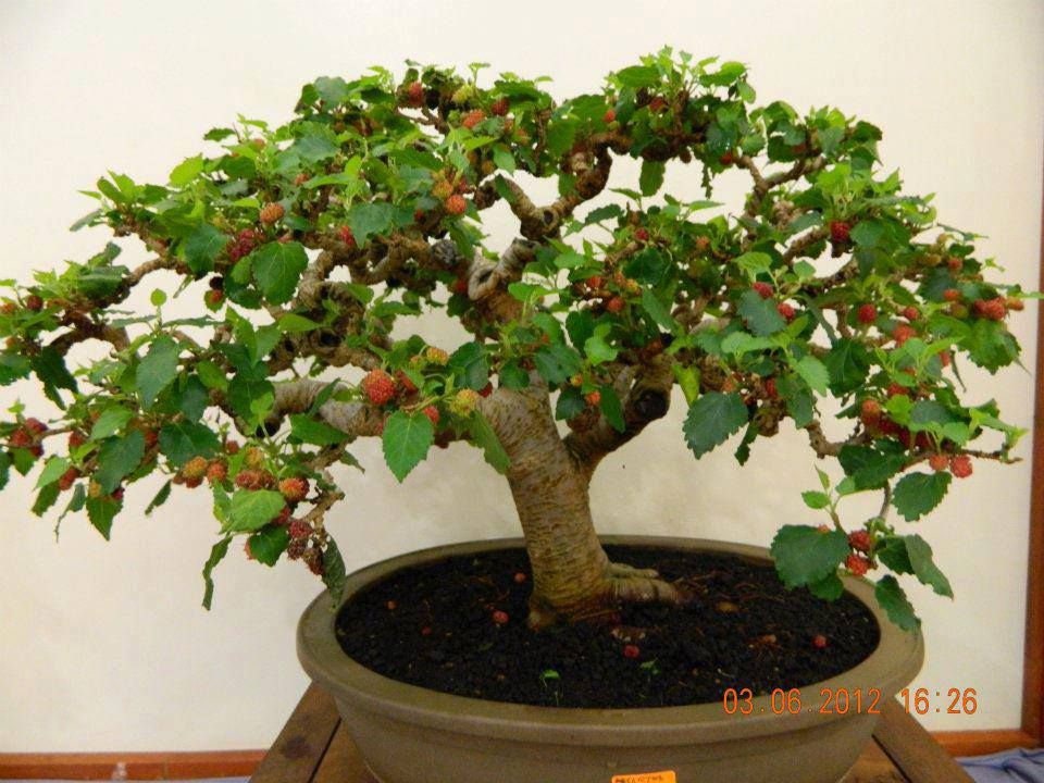 Bonsai Mulberry Tree Seeds - 25 Seeds - Morus Nigra - Grow Fruitbearing Bonsai