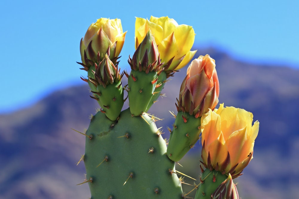 Green Prickly Pear Cactus Seeds - 50+ Seeds - Ships from Iowa, USA - Grow Exotic Cacti