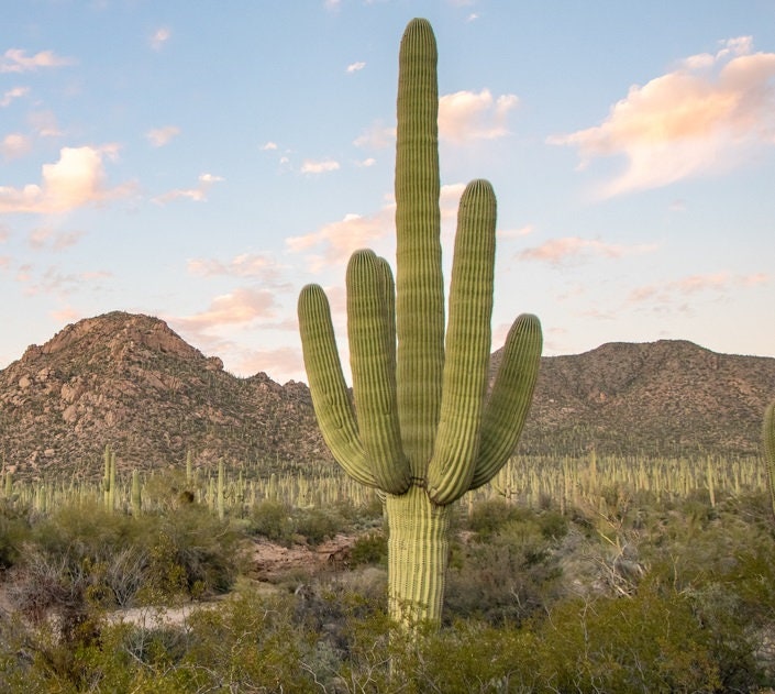 Giant Saguaro Cactus Seeds - 25 Seeds - Great for Bonsai