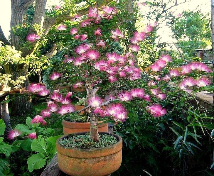 Pink Fairy Dust Tree Seeds - 10 Seeds - Calliandra eriophylla - Prized for Bonsai or Container Growing