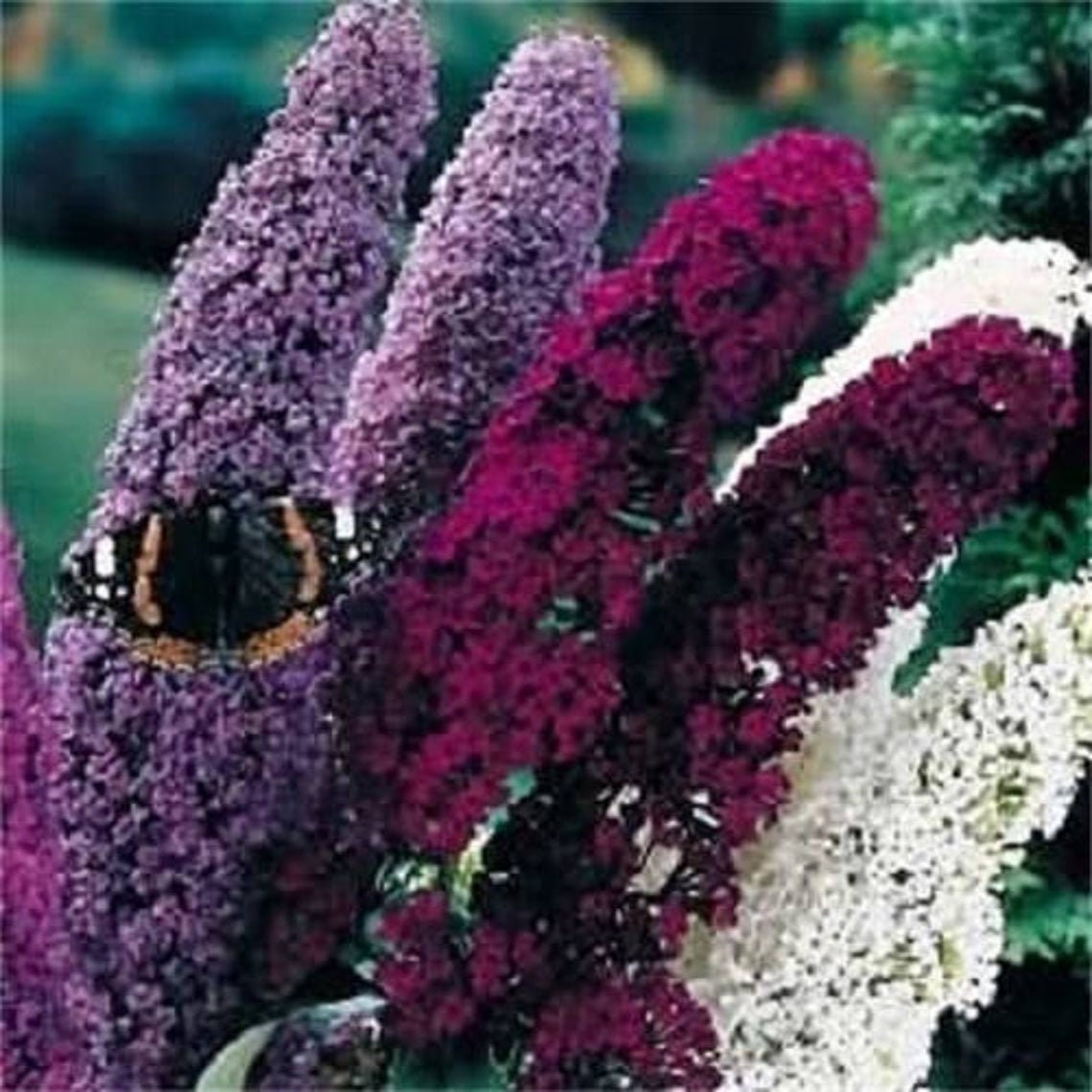 BUTTERFLY BUSH SEEDS - 50 Seeds to Grow, Great for Monarch and all Pollinators.