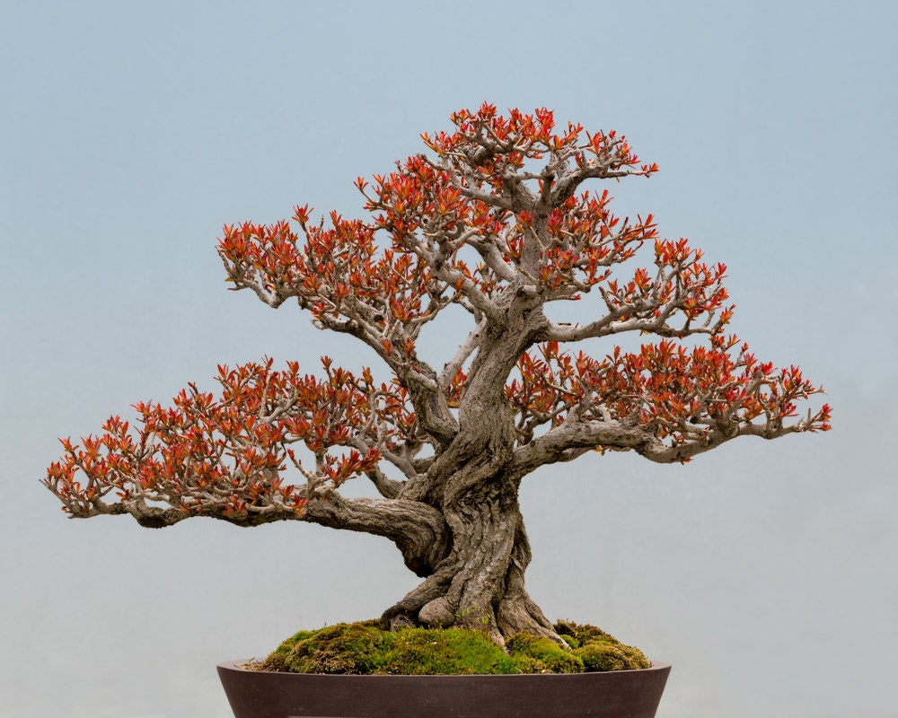 Twisted Pomegranate Bonsai Tree Seeds - 20 Seeds to Grow - Highly Prized Edible Fruit - Made in USA, Ships from Iowa