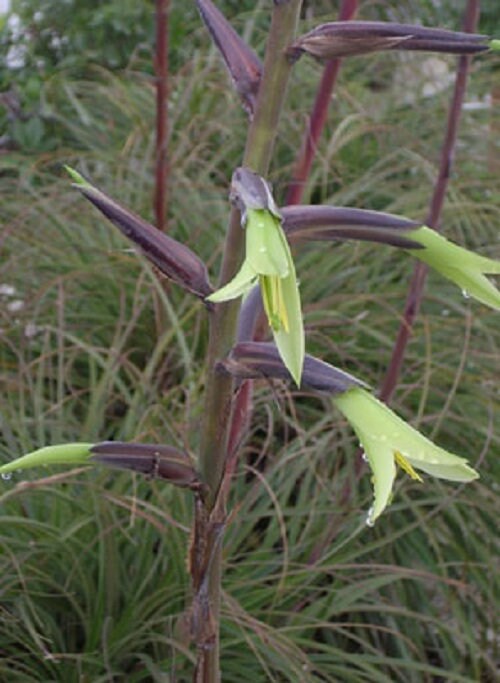 Exotic Aloe Puya Mirabilis Seeds - 15 Seeds