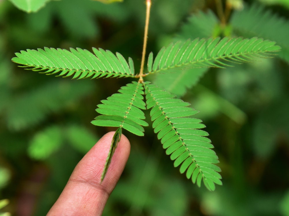 50 Sleeping Grass Seeds - Leaves Close When Touched. Made in USA, Ships from Iowa.