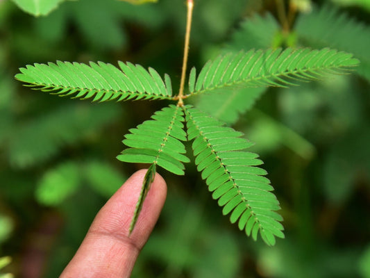 50 Sleeping Grass Seeds - Leaves Close When Touched. Made in USA, Ships from Iowa.