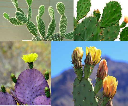 Prickly Pear Cactus Mix - 50+ Seeds - All the Favorites! - Ships from Iowa, USA - Grow Exotic Cacti - Oputina Mix