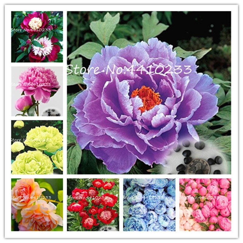 Peony Seeds - Mixed Colors, Great for Bonsai, Container or Outdoor Growing