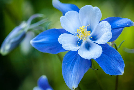 100+ Blue Colorado Columbine Flower Seeds, Non-GMO