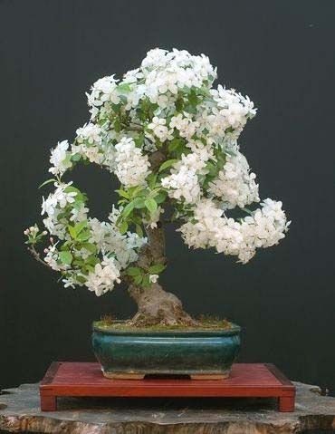 Bonsai Jasmine Tree Seeds, 25+ Seeds - Highly Prized Flowering Bonsai, Fragrant Blooms and Easy to Grow