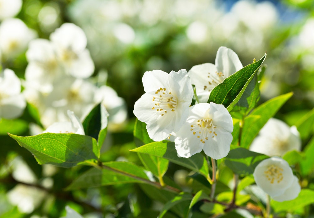 White Jasmine Seeds, 25+ Seeds - Highly Prized Flowering Shurb, Fragrant Blooms and Easy to Grow
