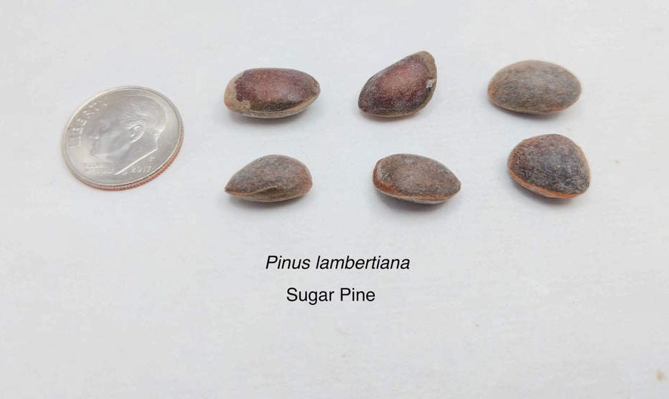 Giant Sugar Pine Tree Seeds for Planting - Produces The Largest Pine Cones on The Planet