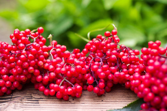 Red Elderberry Seeds - 50 Seeds to Plant - Sambucus racemosa - Non-GMO Seeds, Grown and Shipped from Iowa. Made in USA