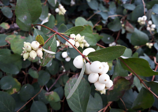 50+ Snowberry Shrub Seeds - Non-GMO Seeds, Grown and Shipped from Iowa. Made in USA