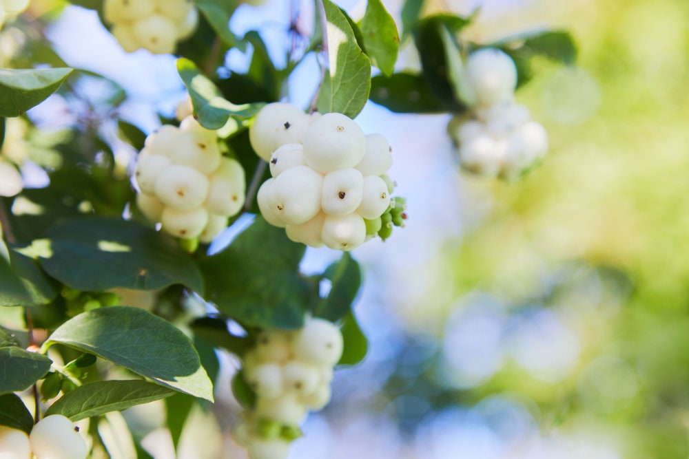 50+ Snowberry Shrub Seeds - Non-GMO Seeds, Grown and Shipped from Iowa. Made in USA