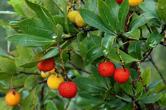 50+ Strawberry Tree Seeds - Arbutus unedo - Non-GMO Seeds, Grown and Shipped from Iowa. Made in USA