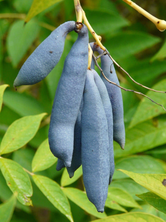 15 Blue Bean Plant Seeds - Exotic Blue Beans - Blue Sausage Fruit